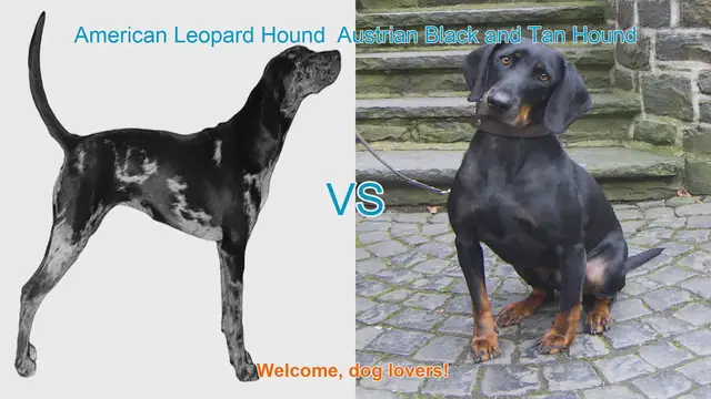 Video thumbnail for American Leopard Hound vs. Austrian Black and Tan Hound: A Breed Comparison