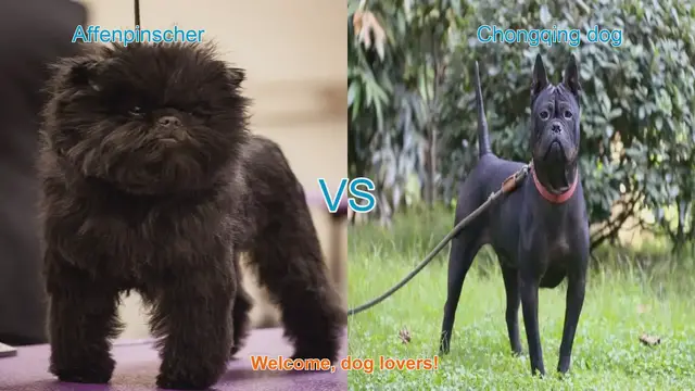 Video thumbnail for Affenpinscher vs. Chongqing Dog: A Breed Comparison
