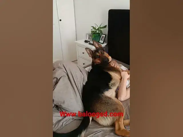 'Video thumbnail for #music #song #love #gsd #germanshepherd #dog #blog'