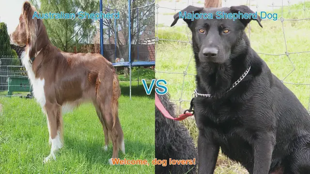 Video thumbnail for Australian Shepherd vs. Majorca Shepherd Dog: A Comparison