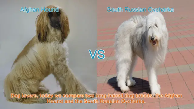 Video thumbnail for Afghan Hound vs. South Russian Ovcharka: A Comparison of Long-Haired Dog Breeds