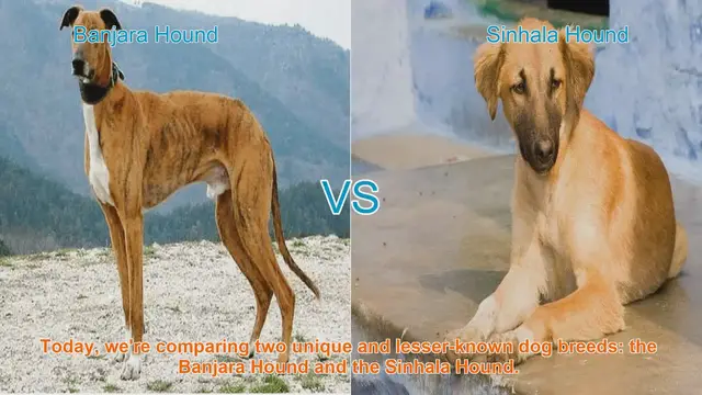 Video thumbnail for Banjara Hound vs. Sinhala Hound: A Comparative Guide