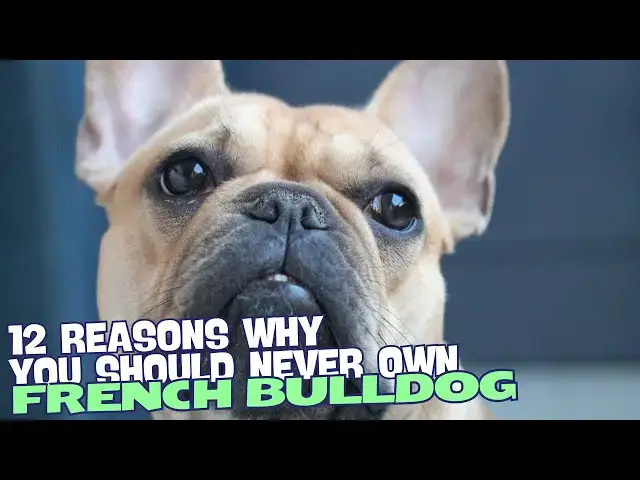 Video thumbnail for 12 Reasons Why You Should Never Own a French Bulldog 🐾