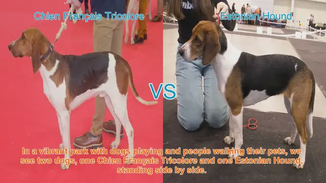 Video thumbnail for Chien Français Tricolore vs. Estonian Hound: A Comparison of Two Hunting Breeds