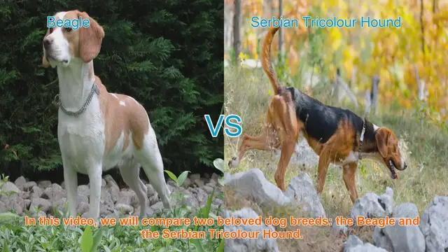 Video thumbnail for Beagle vs. Serbian Tricolour Hound: A Comprehensive Comparison