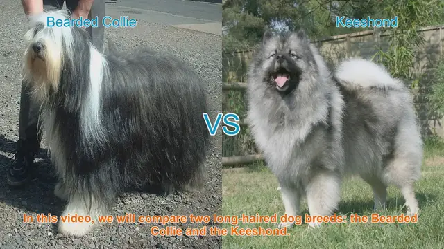 Video thumbnail for Bearded Collie vs. Keeshond: A Comparison of Long-Haired Dog Breeds