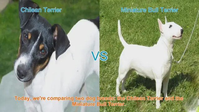 Video thumbnail for Chilean Terrier vs. Miniature Bull Terrier: A Breed Comparison