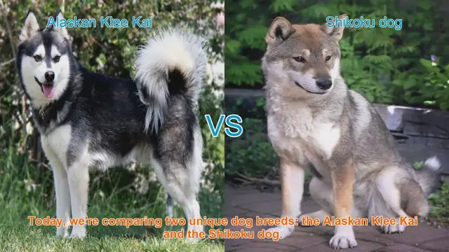 Video thumbnail for Alaskan Klee Kai VS Shikoku dog
