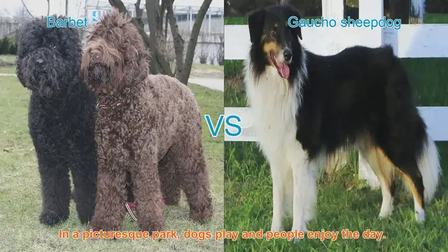 Video thumbnail for Barbet vs. Gaucho Sheepdog: A Comparison of Two Long-Haired Breeds