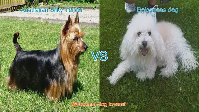 Video thumbnail for Australian Silky Terrier vs. Bolognese Dog: A Comprehensive Comparison