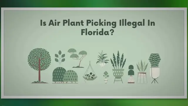 Video thumbnail for Preserving Florida's Enchanting Air Plants: Balancing Nature, Law, and Ethics