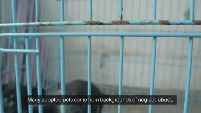 'Video thumbnail for Adopting a Pet Rescued and Loved'