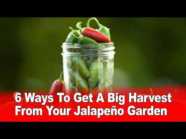 Video thumbnail for 6 Ways To Get A Big Harvest From Your Jalapeño Garden