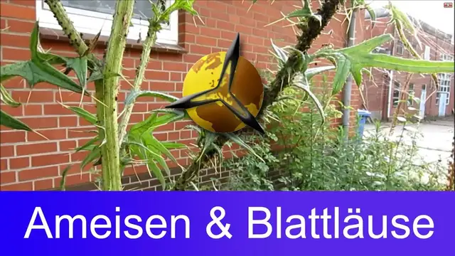 Video thumbnail for Ameisenplage: Wie Ameisen Blattläuse züchten