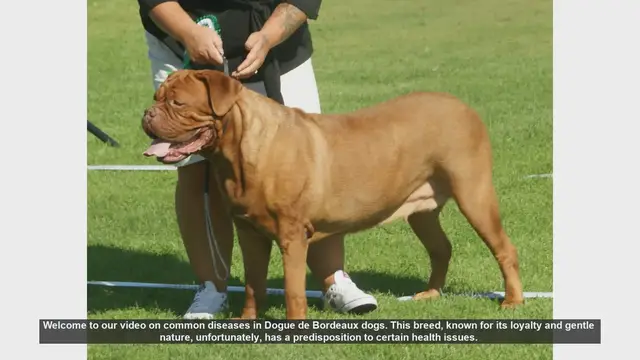 Video thumbnail for Common Health Issues in Dogue de Bordeaux Dogs