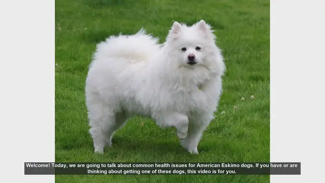 Video thumbnail for Common Health Issues in American Eskimo Dogs: What You Need to Know