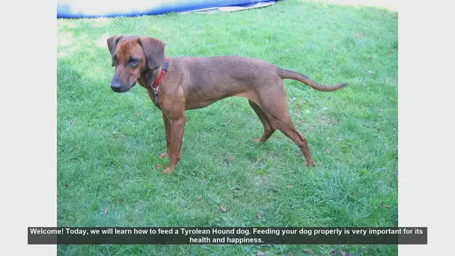 Video thumbnail for How to Properly Feed Your Tyrolean Hound