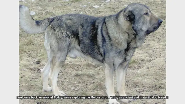 Video thumbnail for Molossus of Epirus: Pros and Cons of This Ancient Dog Breed
