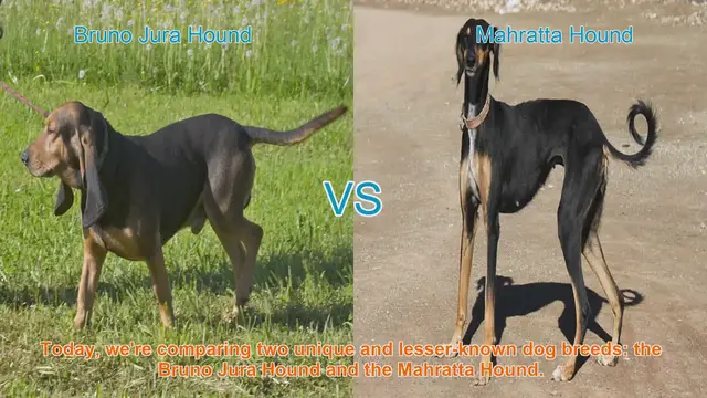 Video thumbnail for Bruno Jura Hound vs. Mahratta Hound: A Comparative Guide