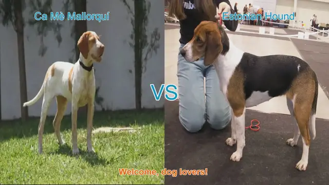 Video thumbnail for Dog Breed Comparison: Ca Mè Mallorquí vs. Estonian Hound