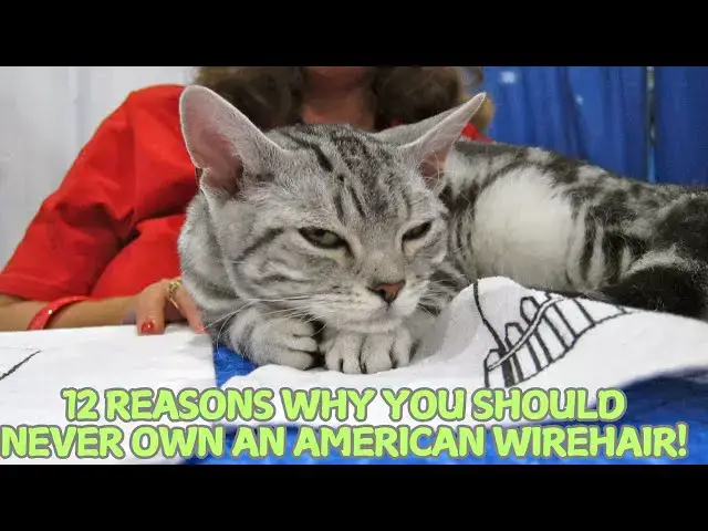 Video thumbnail for 12 Reasons Why You Should Never Own an American Wirehair! 🐱🚫