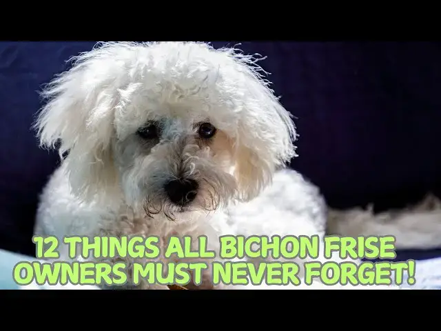 Video thumbnail for 12 Things All Bichon Frise Owners Must Never Forget! 🐶✨