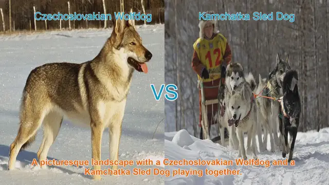 Video thumbnail for Exploring Czechoslovakian Wolfdog and Kamchatka Sled Dog: A Comparative Guide