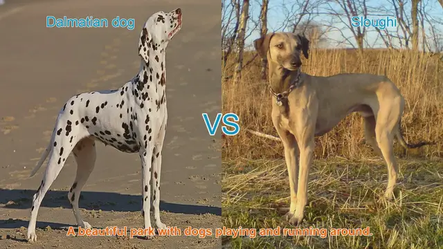 Video thumbnail for Dalmatian vs. Sloughi: A Comparison of Elegance and Athleticism