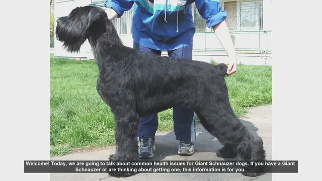 Video thumbnail for Common Health Issues in Giant Schnauzers: What You Need to Know