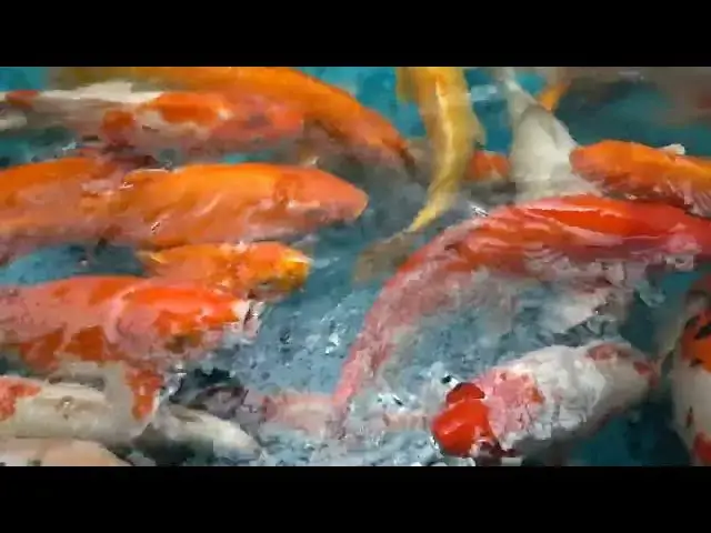 Video thumbnail for Koi Fish Breeding: Challenges and Solutions in Captivity