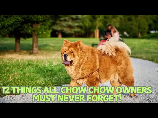 Video thumbnail for 12 Things All Chow Chow Owners Must Never Forget! 🦁🐕