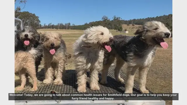 Video thumbnail for Common Health Issues in Smithfield Dogs: Tips for a Healthy Pet