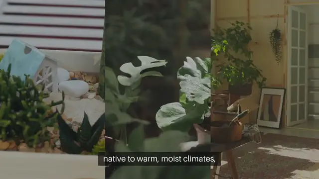 Video thumbnail for How to Care for Tropical Indoor Plants