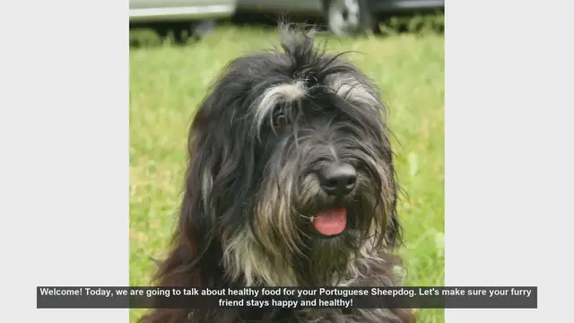 Video thumbnail for Healthy Diet Tips for Your Portuguese Sheepdog