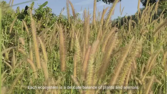 Video thumbnail for Exploring Miniature Ecosystems