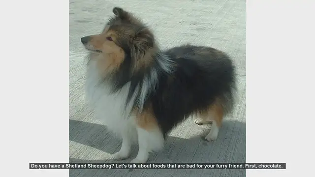 Video thumbnail for Foods to Avoid for Your Shetland Sheepdog: Essential Tips