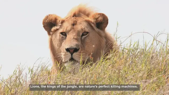 Video thumbnail for 10 Hunting Adaptations of Lions: Nature's Perfect Predators