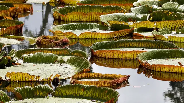 Video thumbnail for Botanischer Garten von Pamplemousses | Mauritius