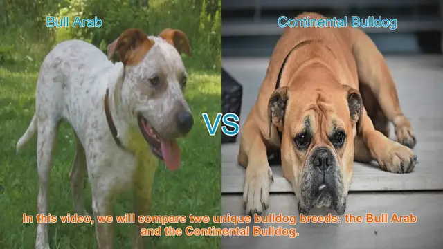 Video thumbnail for Bull Arab vs. Continental Bulldog: A Breed Comparison Guide