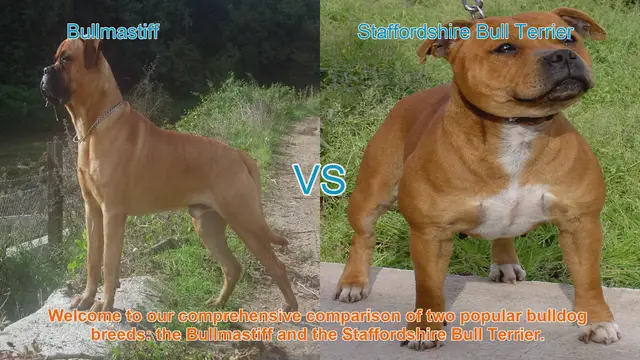 Video thumbnail for Bullmastiff vs. Staffordshire Bull Terrier: A Comprehensive Breed Comparison
