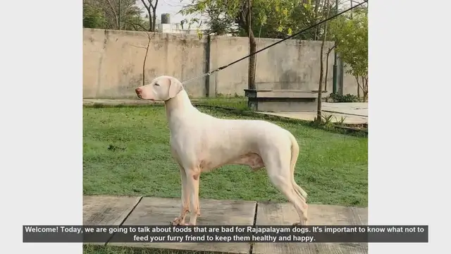Video thumbnail for Foods to Avoid for Your Rajapalayam Dog: Keep Them Healthy and Happy!