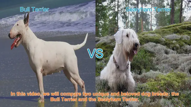 Video thumbnail for Bull Terrier vs. Sealyham Terrier: A Comparison of Two Beloved Breeds