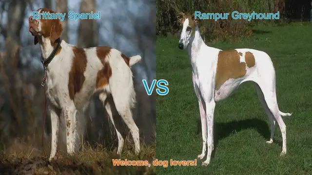 Video thumbnail for Brittany Spaniel vs. Rampur Greyhound: A Comparison of Two Distinct Dog Breeds