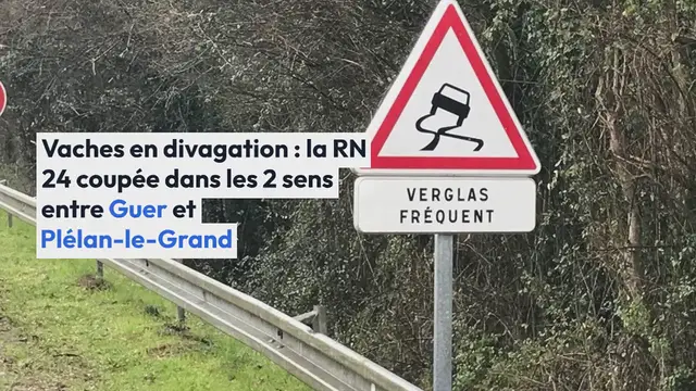 'Video thumbnail for Morbihan. Vaches en divagation : la RN 24 coupée dans les 2 sens entre Guer et Plélan-le-Grand'