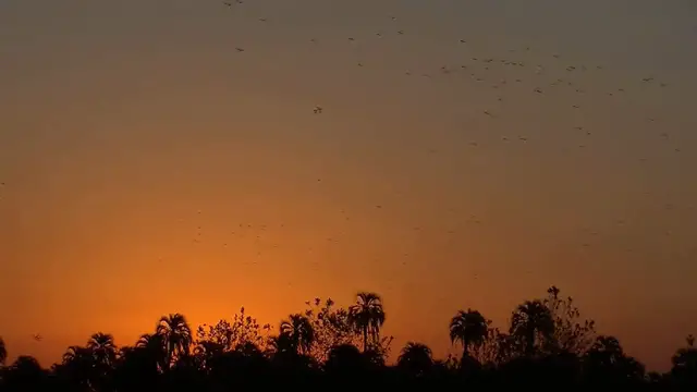 'Video thumbnail for International Parrot Day'