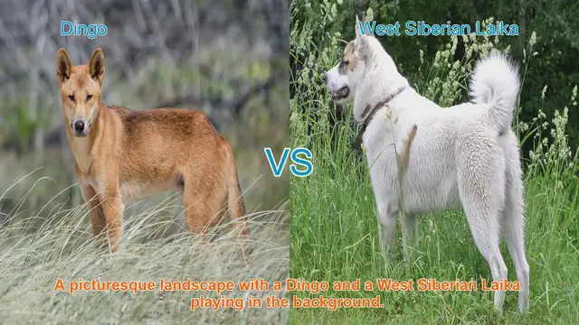 Video thumbnail for Dingo vs. West Siberian Laika: A Comparative Analysis of Two Unique Dog Breeds