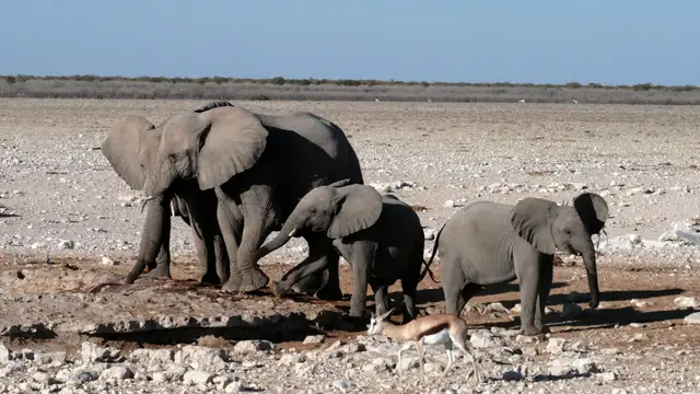 Video thumbnail for Etosha Nationalpark | Rundreise durch Namibia
