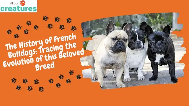 'Video thumbnail for The History of French Bulldogs: Tracing the Evolution of this Beloved Breed'
