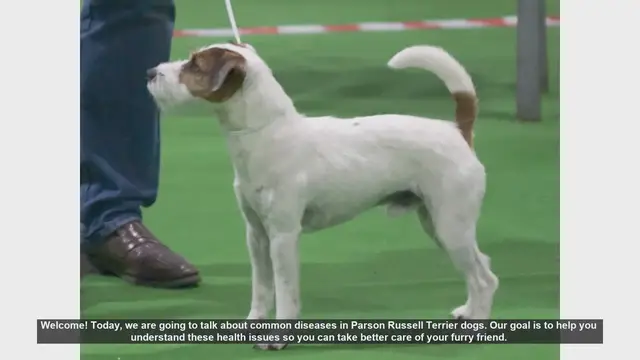 Video thumbnail for Common Health Issues in Parson Russell Terriers: What You Need to Know