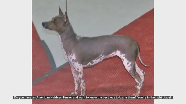Video thumbnail for How to Bathe Your American Hairless Terrier: Step-by-Step Guide